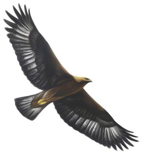 aquila
